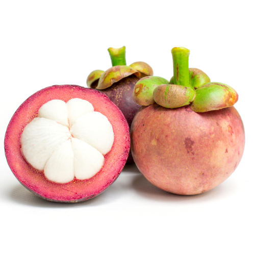 CHIẾT XUẤT MĂNG CỤT (Phục hồi)